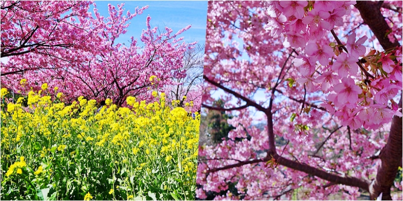 【日本】靜岡 伊豆河津櫻祭｜日本最早開的櫻花，冬雪褪 春櫻來 粉紅浪漫來襲 搭配河畔黃澄澄的油菜花 粉黃相間超美的。 @Mika出走美食日誌