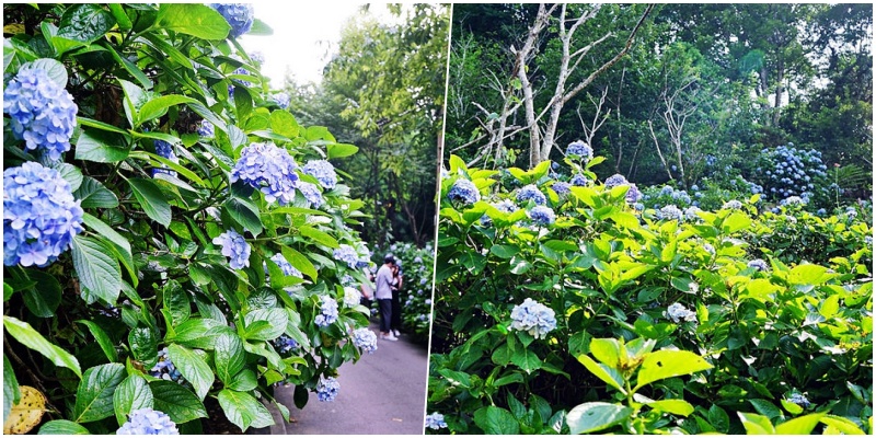 【苗栗】南庄 高山青養鱒鱘魚場 夏日繡球花季｜南庄繡球花開了，盛夏森林中  走入山谷間 浪漫的白、粉、紫繡球花海步道。 @Mika出走美食日誌