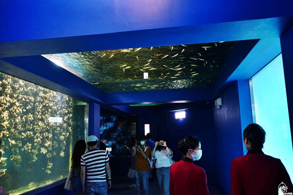【桃園】八景島水族館 Xpark水生公園｜桃園最大也最美的水族館  打造不可思議的「海底之書」，超值必看重點懶人包！