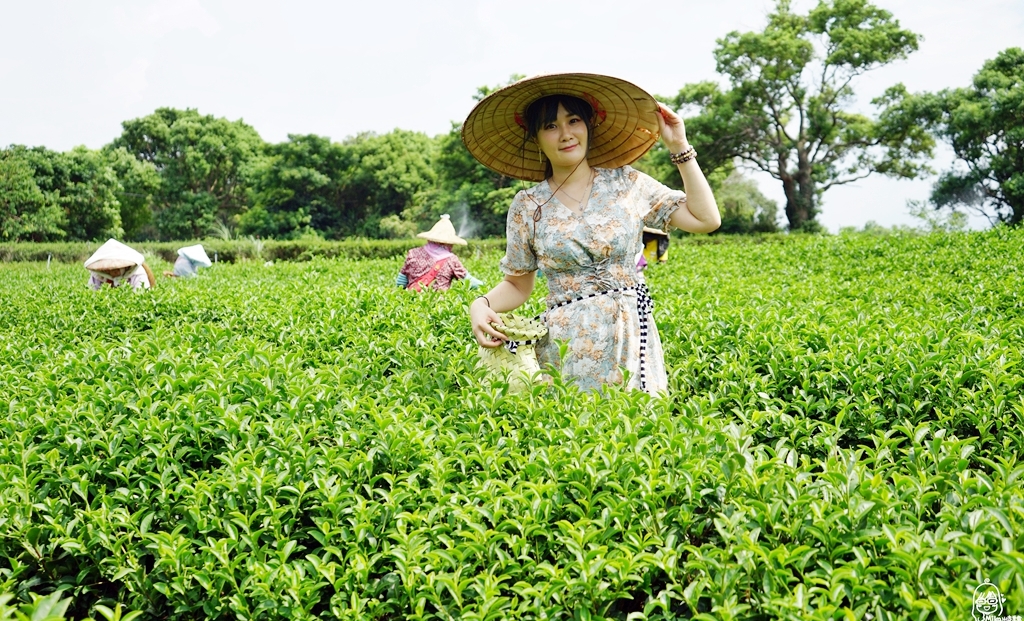 【苗栗】頭份 日新有機茶園｜以茶起家、有機栽培，品東方美人茶的香  嚐酸柑茶的客家風味，還可以走入茶園當一日採茶妹  體驗製茶流程。