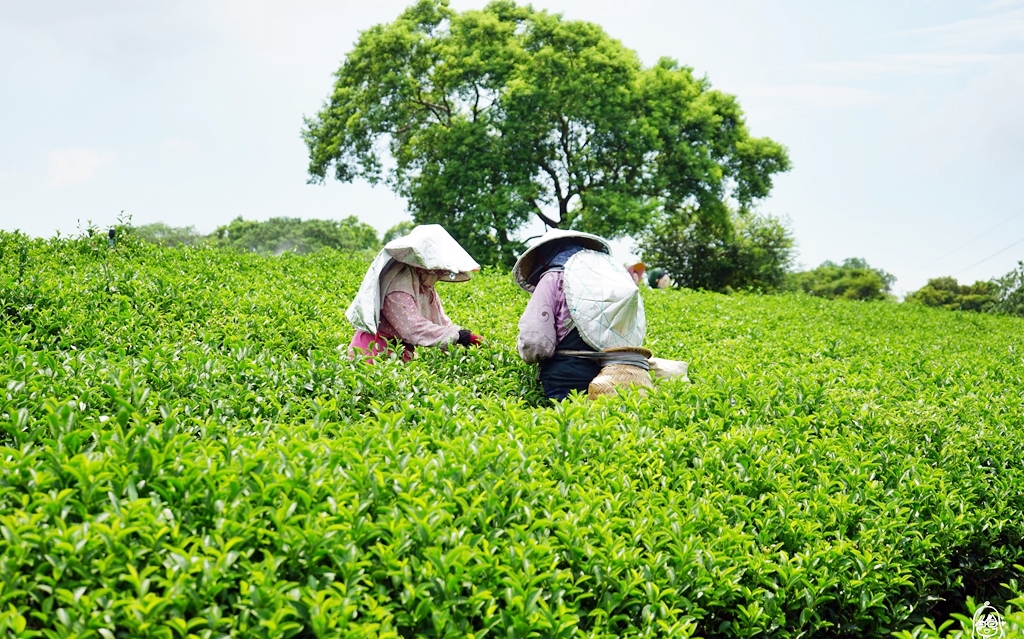 【苗栗】頭份 日新有機茶園｜以茶起家、有機栽培，品東方美人茶的香  嚐酸柑茶的客家風味，還可以走入茶園當一日採茶妹  體驗製茶流程。