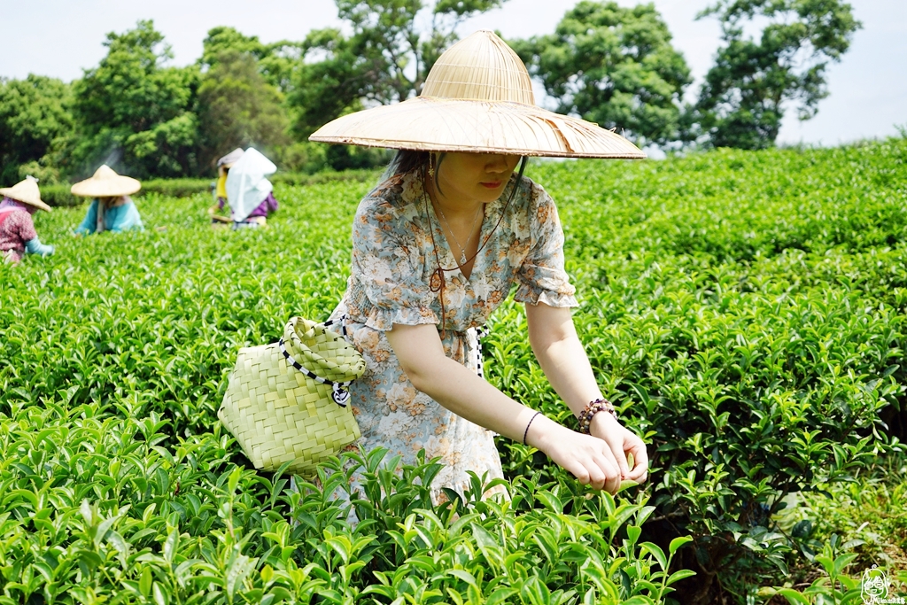 【苗栗】頭份 日新有機茶園｜以茶起家、有機栽培，品東方美人茶的香  嚐酸柑茶的客家風味，還可以走入茶園當一日採茶妹  體驗製茶流程。