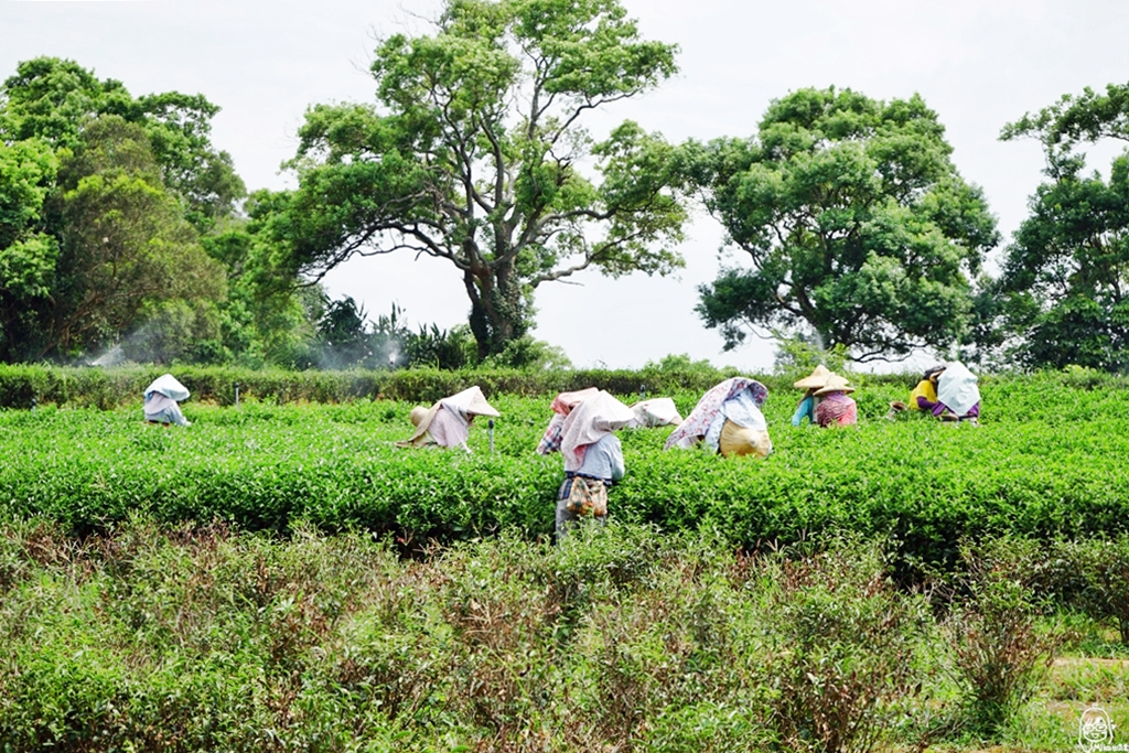 【苗栗】頭份 日新有機茶園｜以茶起家、有機栽培，品東方美人茶的香  嚐酸柑茶的客家風味，還可以走入茶園當一日採茶妹  體驗製茶流程。