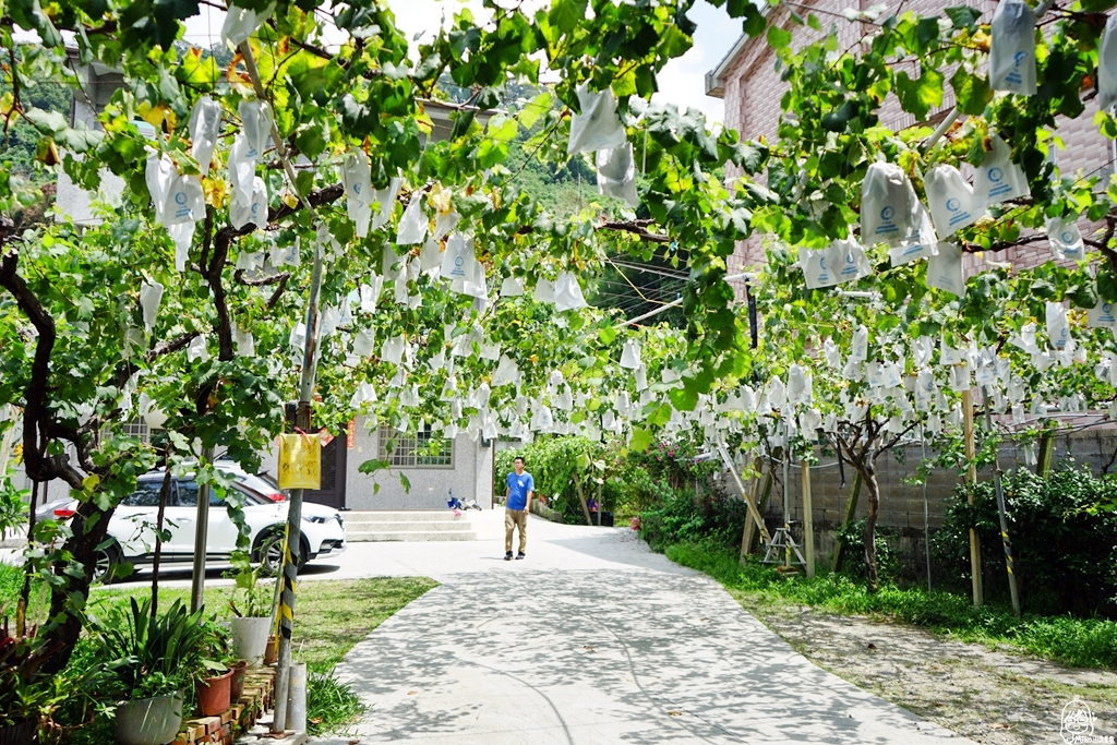 【苗栗】卓蘭 鎮雄觀光果園｜喝牛奶長大的巨峰葡萄採用透氣不透水的套袋栽培 ，還有隱藏版秘境 超美葡萄綠廊。