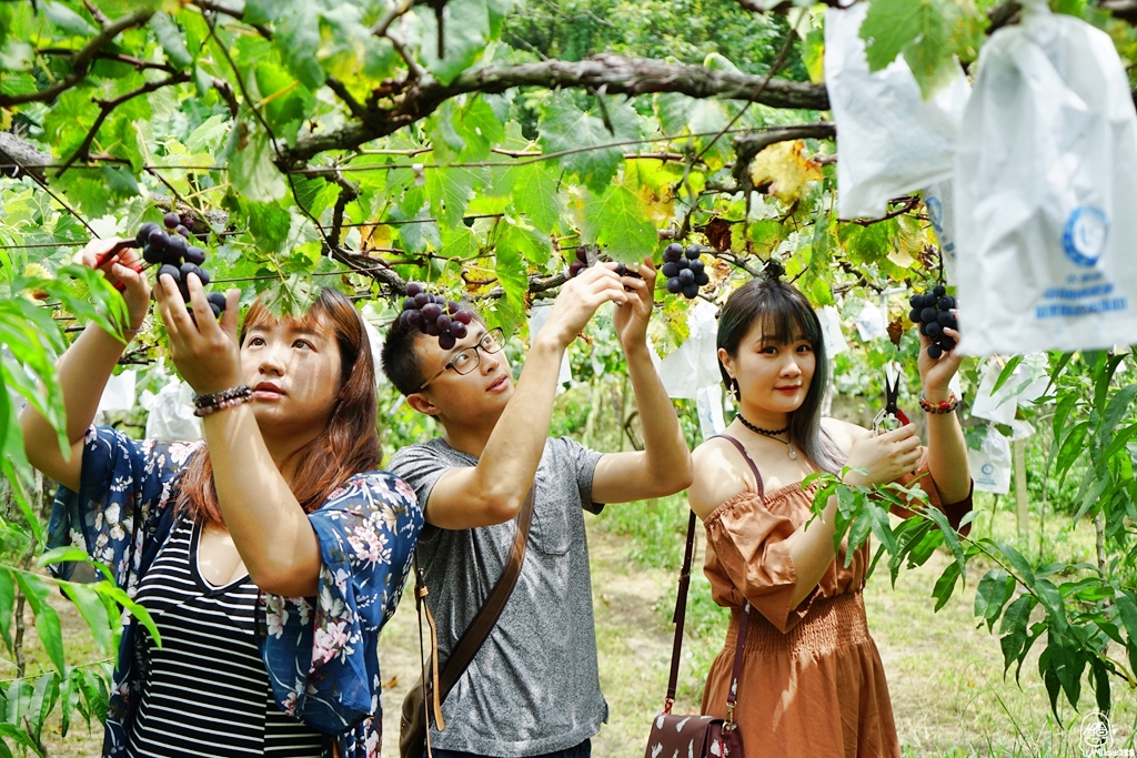 【苗栗】卓蘭 鎮雄觀光果園｜喝牛奶長大的巨峰葡萄採用透氣不透水的套袋栽培 ，還有隱藏版秘境 超美葡萄綠廊。