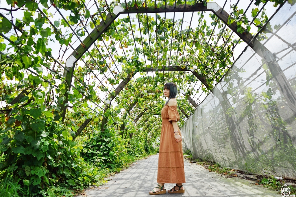 【苗栗】卓蘭 鎮雄觀光果園｜喝牛奶長大的巨峰葡萄採用透氣不透水的套袋栽培 ，還有隱藏版秘境 超美葡萄綠廊。