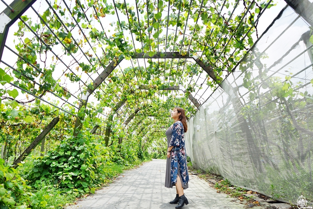 【苗栗】卓蘭 鎮雄觀光果園｜喝牛奶長大的巨峰葡萄採用透氣不透水的套袋栽培 ，還有隱藏版秘境 超美葡萄綠廊。