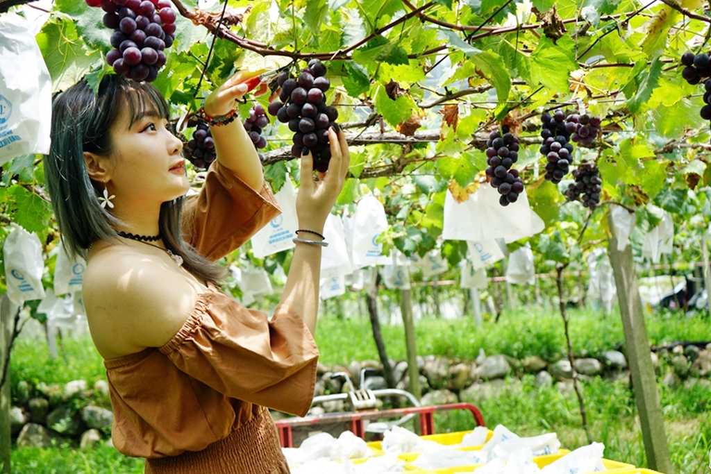 【苗栗】卓蘭 鎮雄觀光果園｜喝牛奶長大的巨峰葡萄採用透氣不透水的套袋栽培 ，還有隱藏版秘境 超美葡萄綠廊。