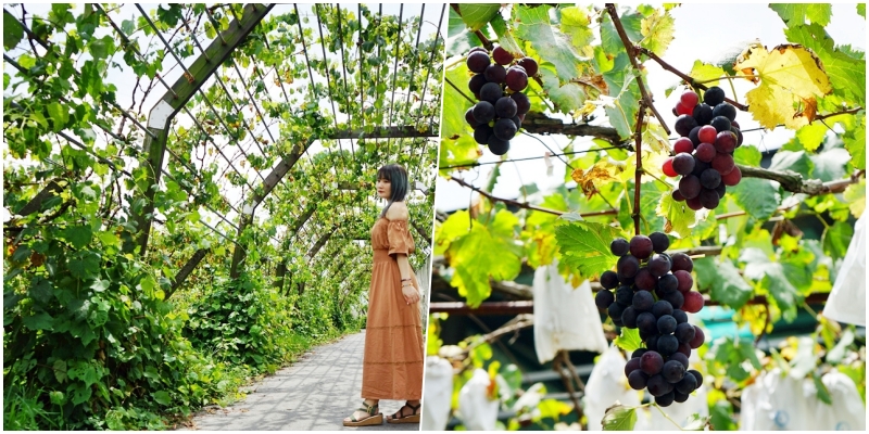 今日熱門文章：【苗栗】卓蘭 鎮雄觀光果園｜喝牛奶長大的巨峰葡萄採用透氣不透水的套袋栽培 ，還有隱藏版秘境 超美葡萄綠廊。