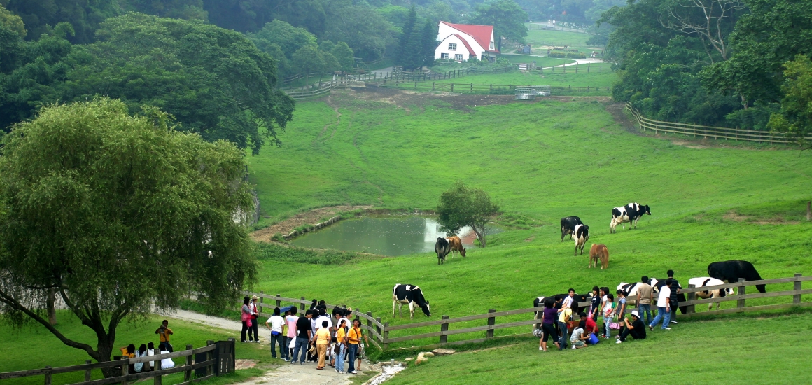 【苗栗】通霄 飛牛牧場 犇牛牛火鍋餐廳｜產地直吃新鮮純淨、香醇濃郁的鮮奶火鍋還有必吃甜點 飛牛白布丁！