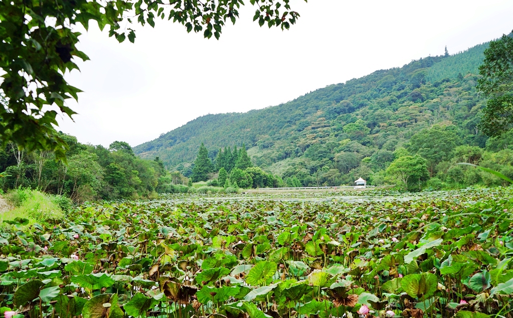 『苗栗。南庄』 向天湖咖啡民宿｜坐落於湖中央的寧靜小屋，被群山湖光包圍的咖啡香。