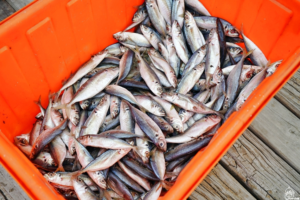 【新竹】 水月休閒藍鯨魚寮｜一日漁夫 博魚初體驗  漁場友善畜養龍虎石斑魚  無菜單料理X竹竿博魚體驗X木拓DIY。