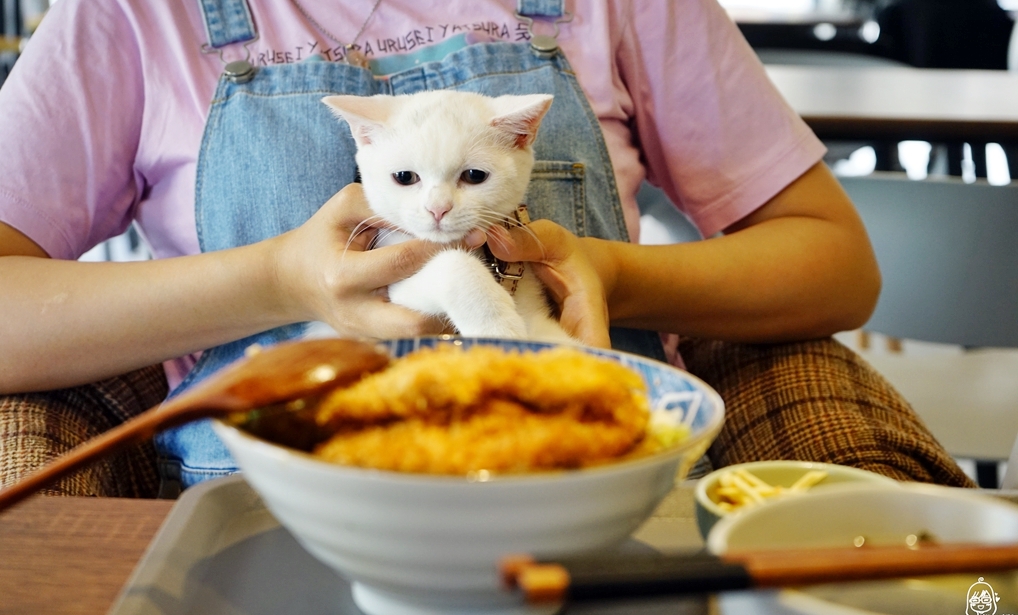 【桃園】中壢  添飯 Woo 複合式無國界料理/寵物友善餐廳｜ 內壢火車站周邊美食推薦  平價份量大 CP值超高的寵物友善餐廳！