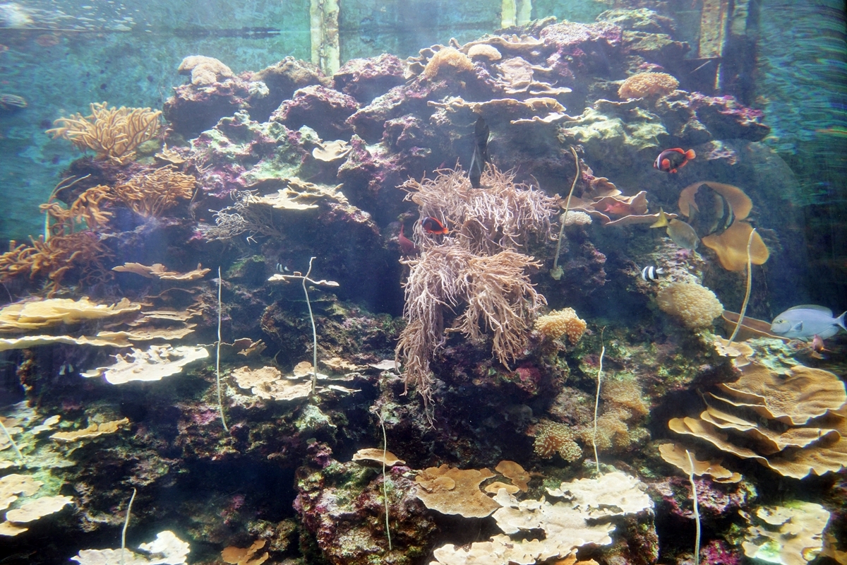 【屏東】 國立海洋生物博物館｜三大場館必看重點總整理懶人包，還有直擊海生館心臟 隱藏版後場海角秘境大公開。