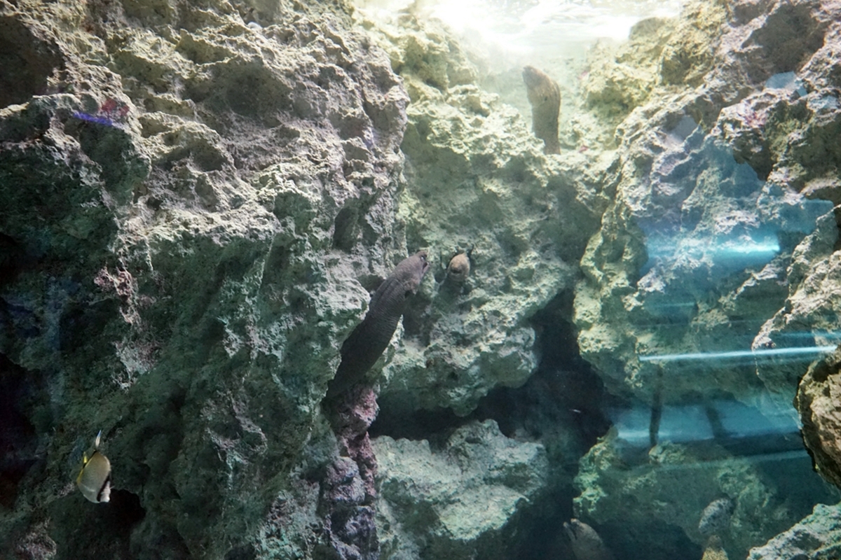 【屏東】 國立海洋生物博物館｜三大場館必看重點總整理懶人包，還有直擊海生館心臟 隱藏版後場海角秘境大公開。