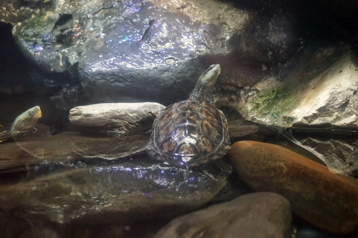 【屏東】 國立海洋生物博物館｜三大場館必看重點總整理懶人包，還有直擊海生館心臟 隱藏版後場海角秘境大公開。