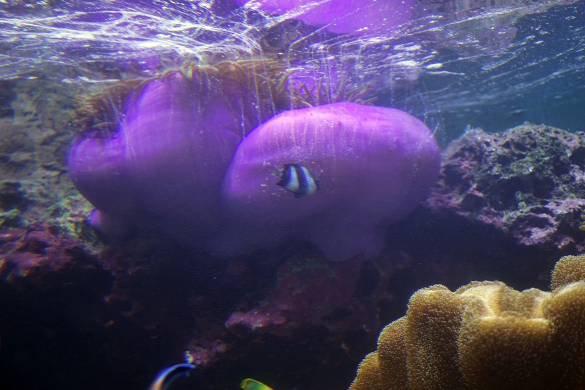 【屏東】 國立海洋生物博物館｜三大場館必看重點總整理懶人包，還有直擊海生館心臟 隱藏版後場海角秘境大公開。