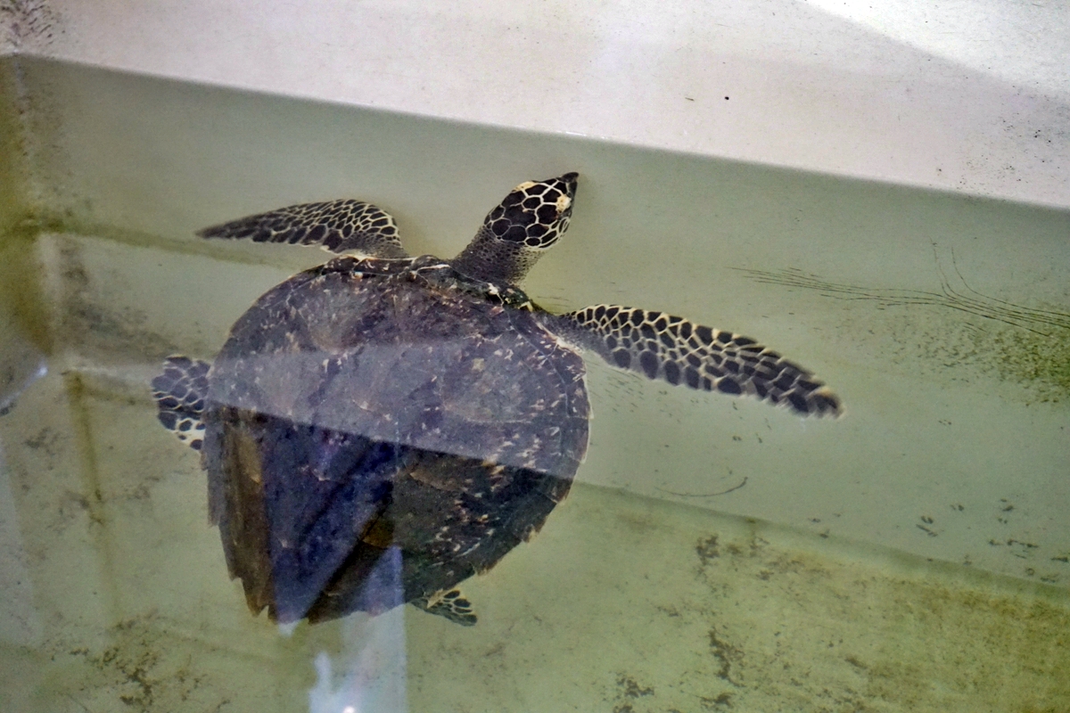 【屏東】 國立海洋生物博物館｜三大場館必看重點總整理懶人包，還有直擊海生館心臟 隱藏版後場海角秘境大公開。