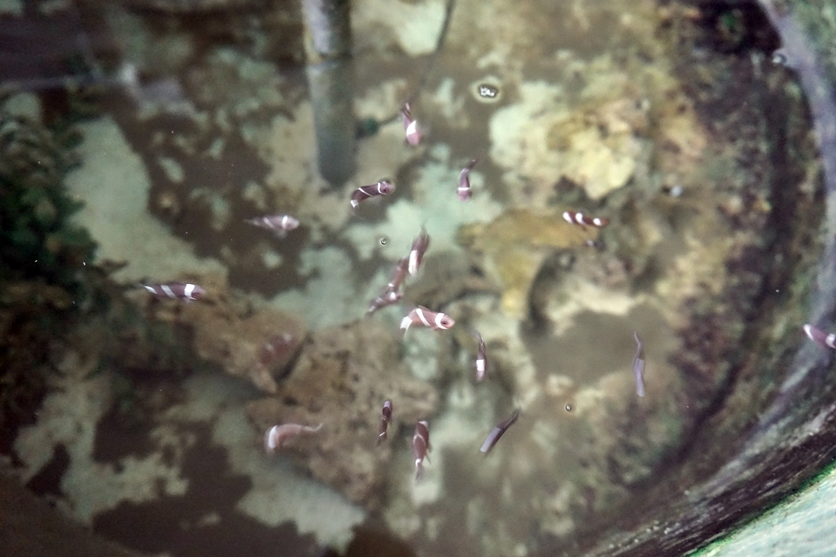 【屏東】 國立海洋生物博物館｜三大場館必看重點總整理懶人包，還有直擊海生館心臟 隱藏版後場海角秘境大公開。