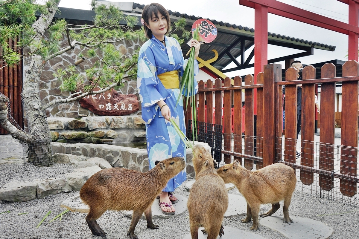 【宜蘭】 三星 張美阿嬤農場｜呆萌水豚君泡澡、小鹿斑比、袋鼠、草泥馬，超療癒景點，還有400坪日式庭院 日式浴衣租借、農事體驗、DIY套裝行程。