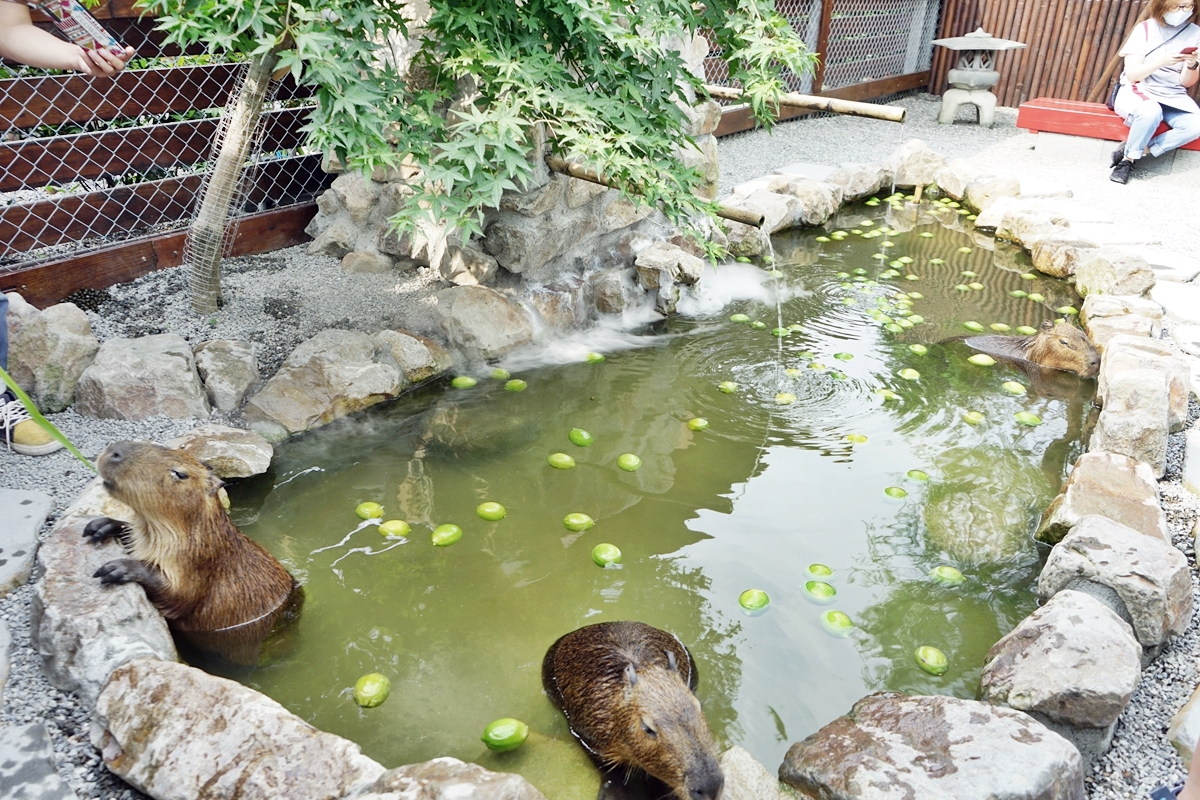 【宜蘭】 三星 張美阿嬤農場｜呆萌水豚君泡澡、小鹿斑比、袋鼠、草泥馬，超療癒景點，還有400坪日式庭院 日式浴衣租借、農事體驗、DIY套裝行程。