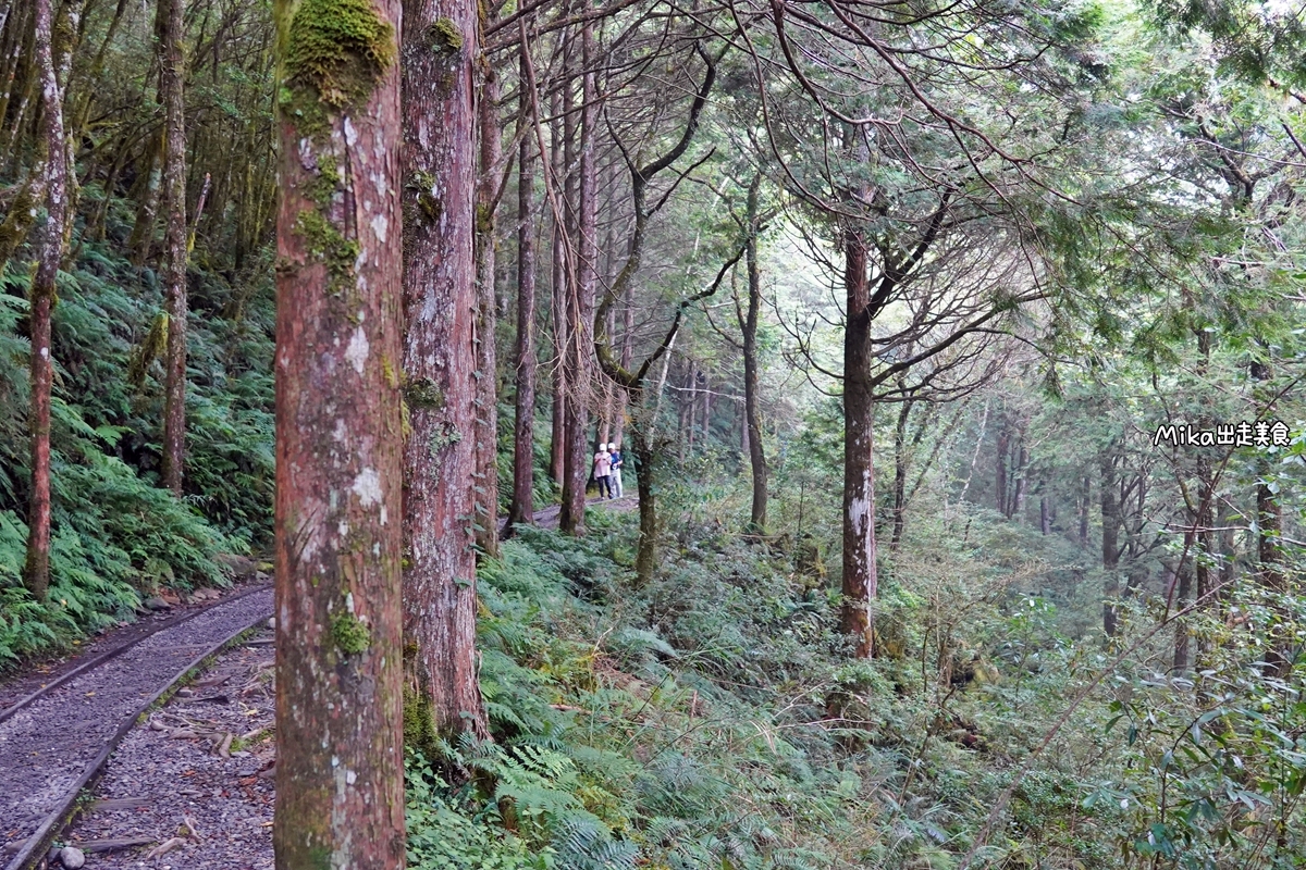 【宜蘭】 見晴懷古步道｜全球最美登山小徑之一，平路緩坡 雲霧繚繞的多霧森林，絕美森林鐵道遺跡。