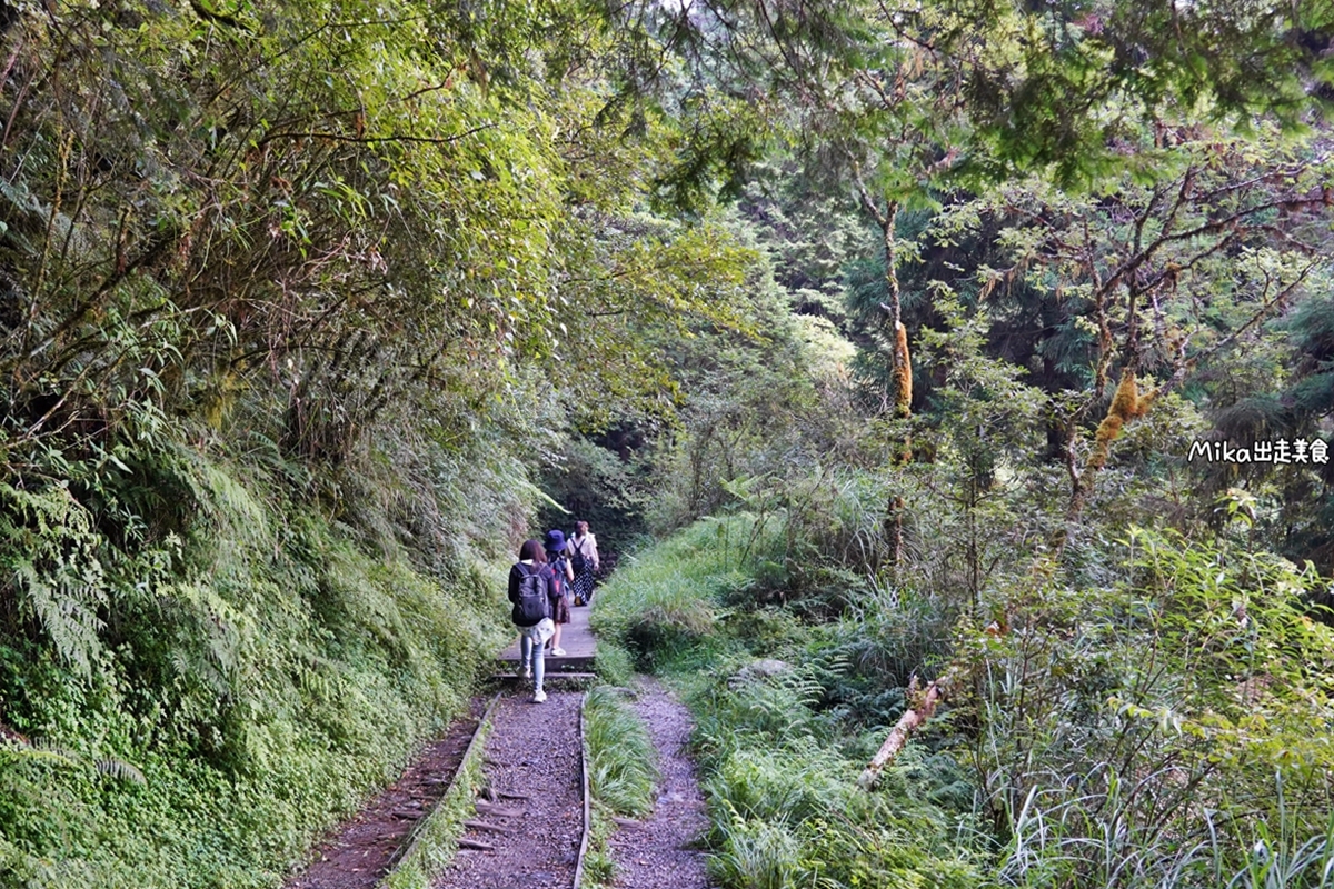 【宜蘭】 見晴懷古步道｜全球最美登山小徑之一，平路緩坡 雲霧繚繞的多霧森林，絕美森林鐵道遺跡。