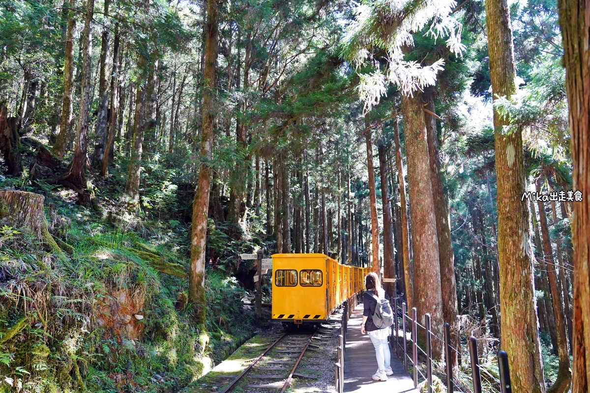 【宜蘭】蹦繃車 太平山站＆茂興懷舊步道｜穿梭在森林裡鐵道間黃色的柴油小火車，走入茂興懷舊步道間，沐浴參天巨木林中。