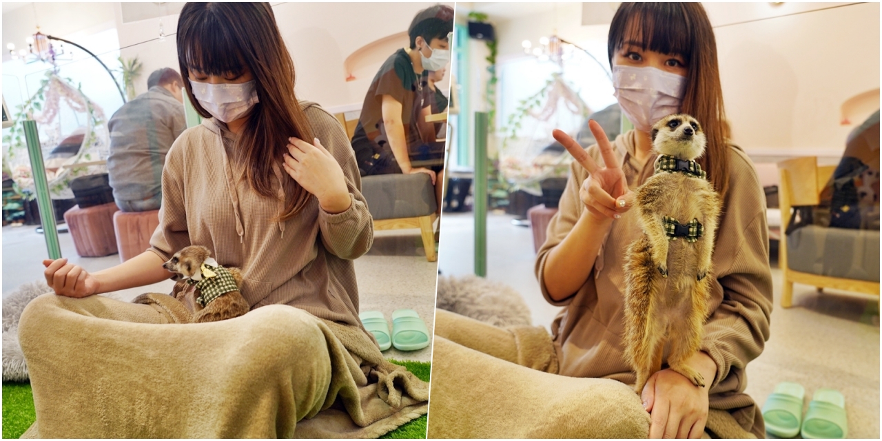 【台北】 Meerkat75 Café – 75度獴｜小巨蛋周邊咖啡廳美食推薦，採預約制，有超萌超可愛的駐店狐獴陪你喝咖啡，還可以親密互動10分鐘喔。