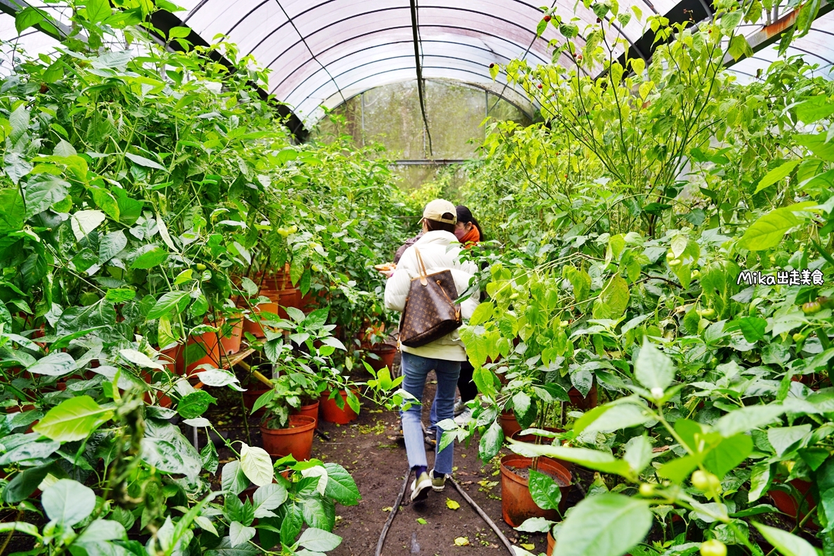 【宜蘭】 葉家香世界辣椒莊園｜別人採果 這裡採辣椒，亞洲唯一的有機種植辣椒園區！挑戰世界第一辣初體驗。