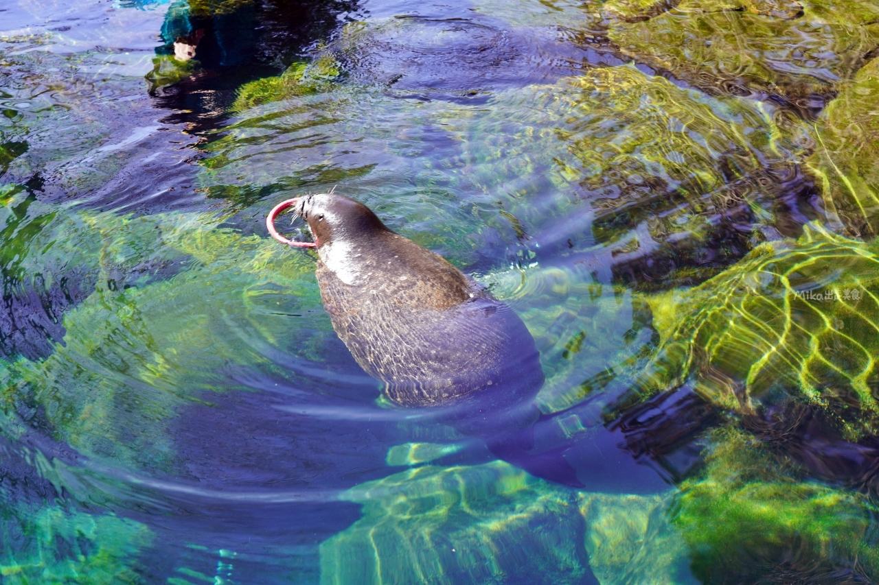 【日本】 神奈川 箱根園水族館 Hakone-en Aquarium｜只要門票300元有找的日本第一高水族館，充滿自然光線 會發光的夢幻高 7 公尺的露天大水槽，還有超美水母以及會泡湯超萌海豹。