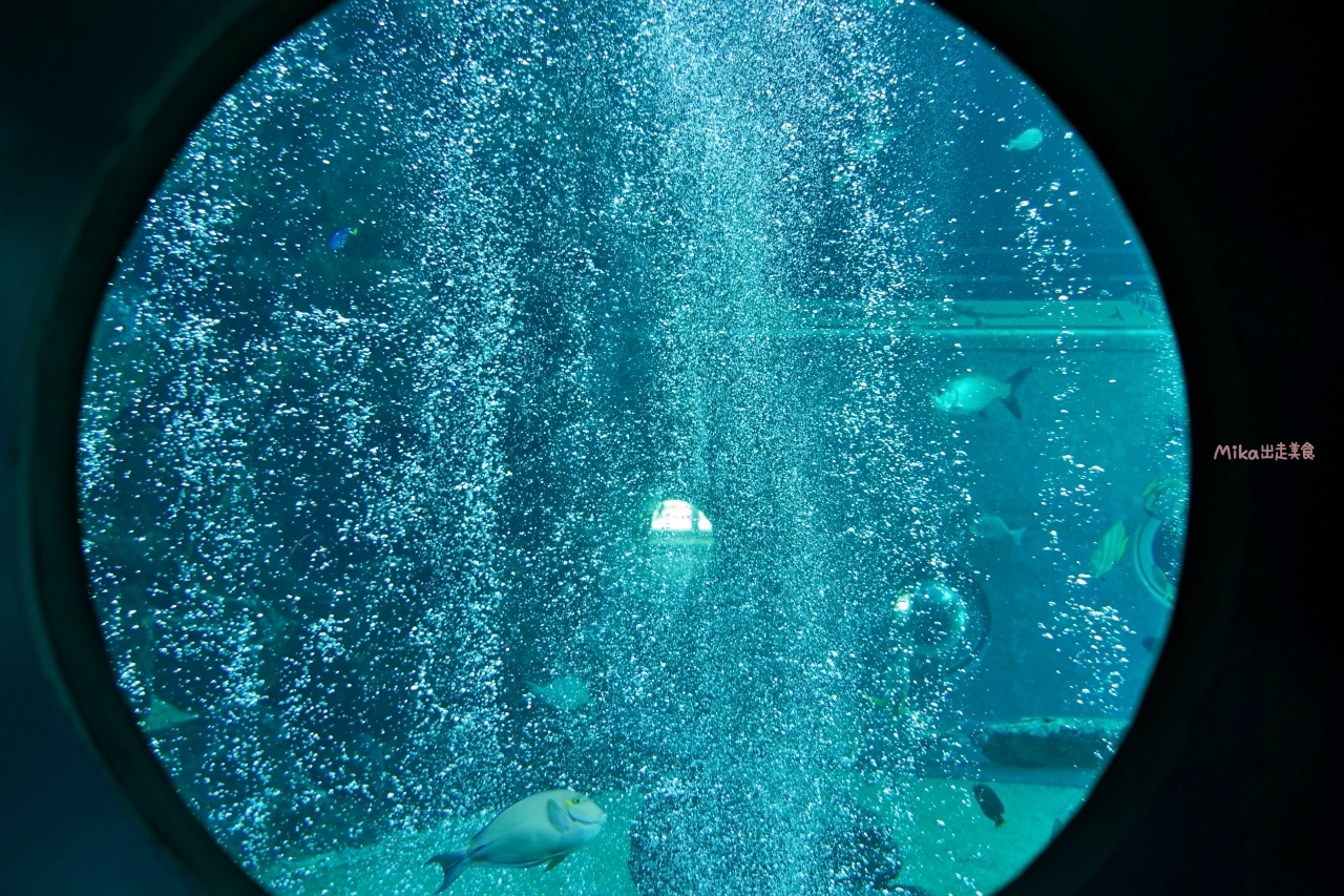 【日本】 神奈川 箱根園水族館 Hakone-en Aquarium｜只要門票300元有找的日本第一高水族館，充滿自然光線 會發光的夢幻高 7 公尺的露天大水槽，還有超美水母以及會泡湯超萌海豹。