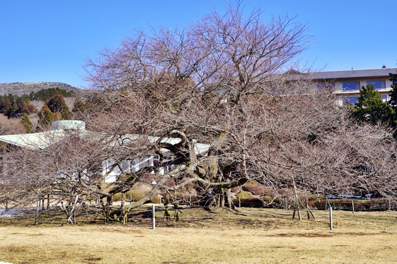 【日本】 神奈川 箱根水陸兩棲忍者巴士＆蘆之湖遊覽船＆海盜船｜遊蘆之湖觀光遊覽船懶人包，推薦以忍者為主題，如水蜘蛛般可在箱根蘆之湖水中行走的觀光巴士！