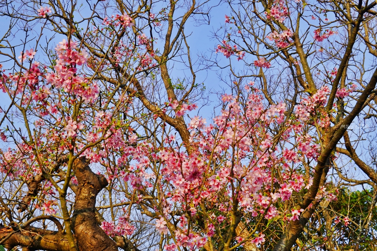 【新北】 蒔花好綻 三芝櫻花季｜就是這週末，三芝櫻花季 3/18粉紅登場，賞櫻步道健行闖關趣，還有櫻花市集, 現場浴衣、拔蘿蔔DIY等精彩體驗…等你來玩。