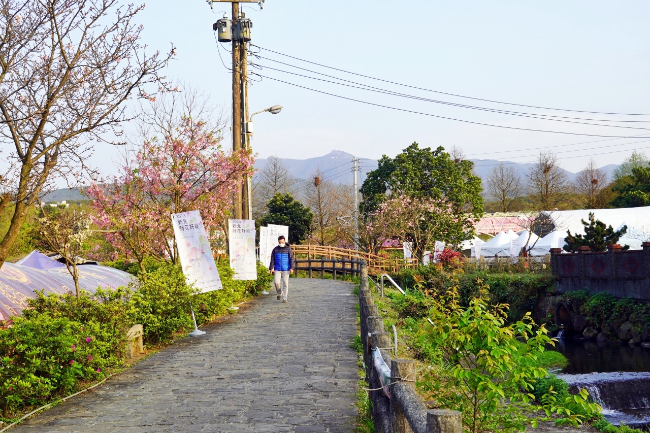 【新北】 蒔花好綻 三芝櫻花季｜就是這週末，三芝櫻花季 3/18粉紅登場，賞櫻步道健行闖關趣，還有櫻花市集, 現場浴衣、拔蘿蔔DIY等精彩體驗…等你來玩。