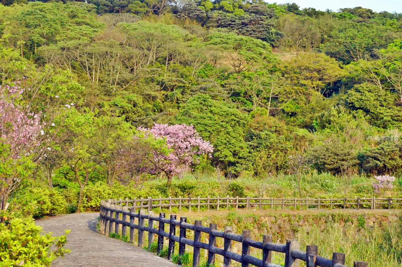 【新北】 蒔花好綻 三芝櫻花季｜就是這週末，三芝櫻花季 3/18粉紅登場，賞櫻步道健行闖關趣，還有櫻花市集, 現場浴衣、拔蘿蔔DIY等精彩體驗…等你來玩。