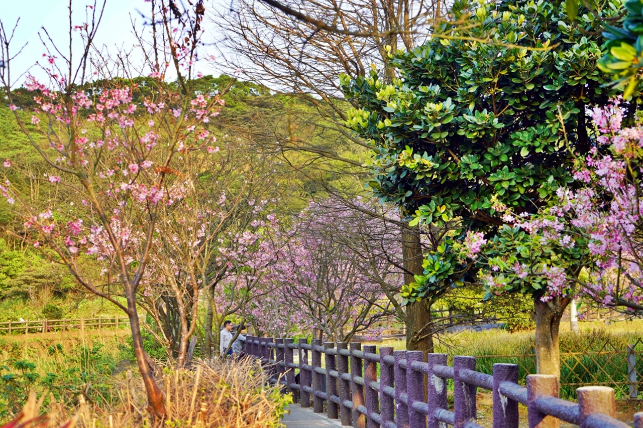 【新北】 蒔花好綻 三芝櫻花季｜就是這週末，三芝櫻花季 3/18粉紅登場，賞櫻步道健行闖關趣，還有櫻花市集, 現場浴衣、拔蘿蔔DIY等精彩體驗…等你來玩。