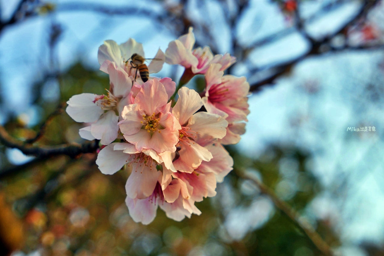 【新北】 蒔花好綻 三芝櫻花季｜就是這週末，三芝櫻花季 3/18粉紅登場，賞櫻步道健行闖關趣，還有櫻花市集, 現場浴衣、拔蘿蔔DIY等精彩體驗…等你來玩。