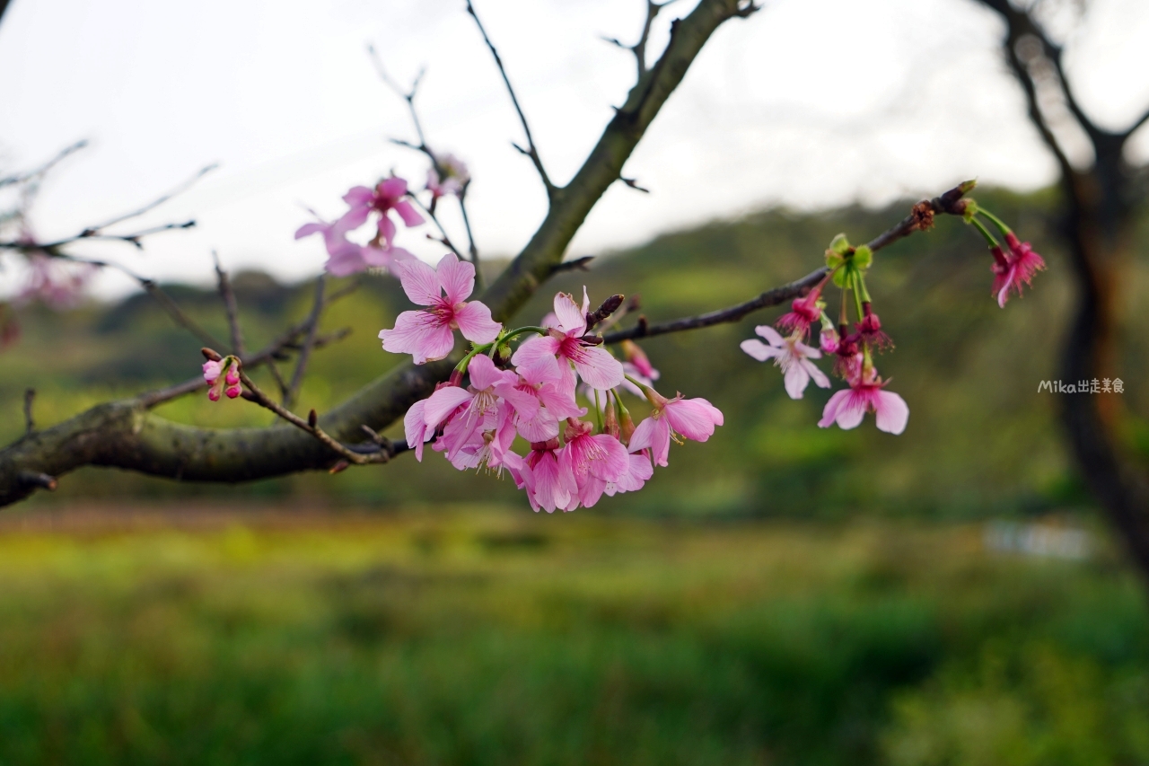 【新北】 蒔花好綻 三芝櫻花季｜就是這週末，三芝櫻花季 3/18粉紅登場，賞櫻步道健行闖關趣，還有櫻花市集, 現場浴衣、拔蘿蔔DIY等精彩體驗…等你來玩。