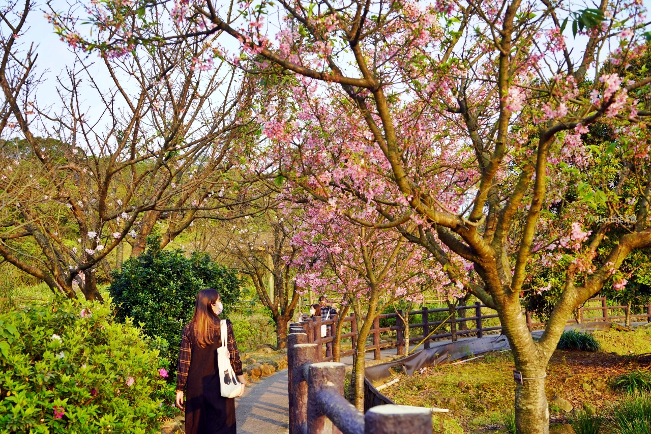 【新北】 蒔花好綻 三芝櫻花季｜就是這週末，三芝櫻花季 3/18粉紅登場，賞櫻步道健行闖關趣，還有櫻花市集, 現場浴衣、拔蘿蔔DIY等精彩體驗…等你來玩。