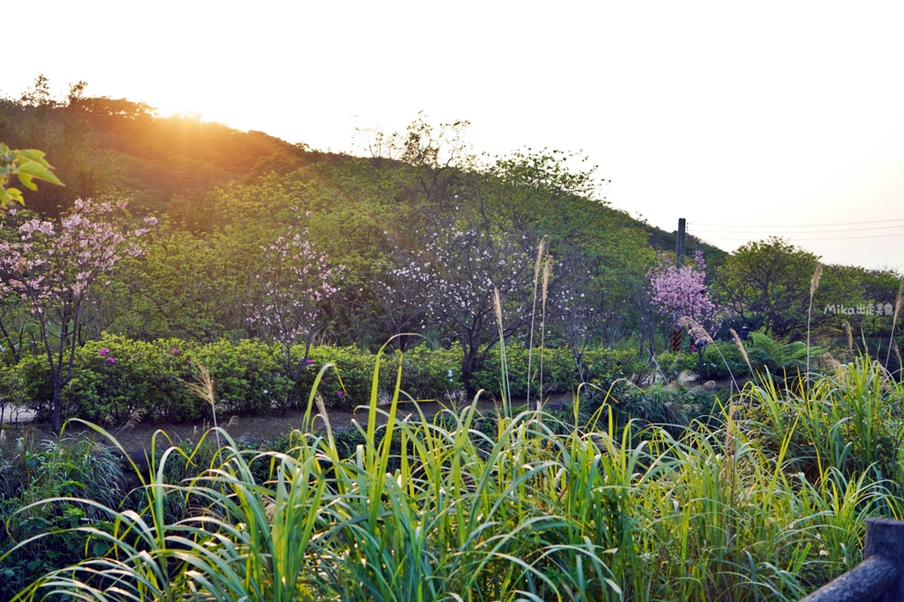 【新北】 蒔花好綻 三芝櫻花季｜就是這週末，三芝櫻花季 3/18粉紅登場，賞櫻步道健行闖關趣，還有櫻花市集, 現場浴衣、拔蘿蔔DIY等精彩體驗…等你來玩。