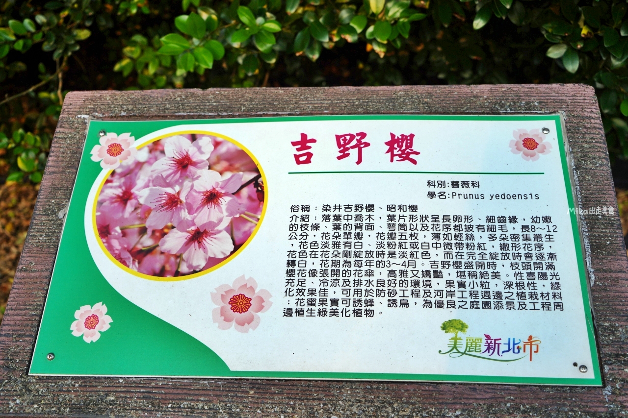 【新北】 蒔花好綻 三芝櫻花季｜就是這週末，三芝櫻花季 3/18粉紅登場，賞櫻步道健行闖關趣，還有櫻花市集, 現場浴衣、拔蘿蔔DIY等精彩體驗…等你來玩。