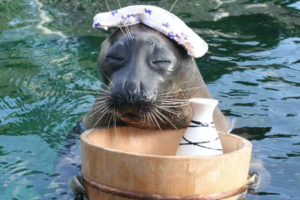 【日本】 神奈川 箱根園水族館 Hakone-en Aquarium｜只要門票300元有找的日本第一高水族館，充滿自然光線 會發光的夢幻高 7 公尺的露天大水槽，還有超美水母以及會泡湯超萌海豹。