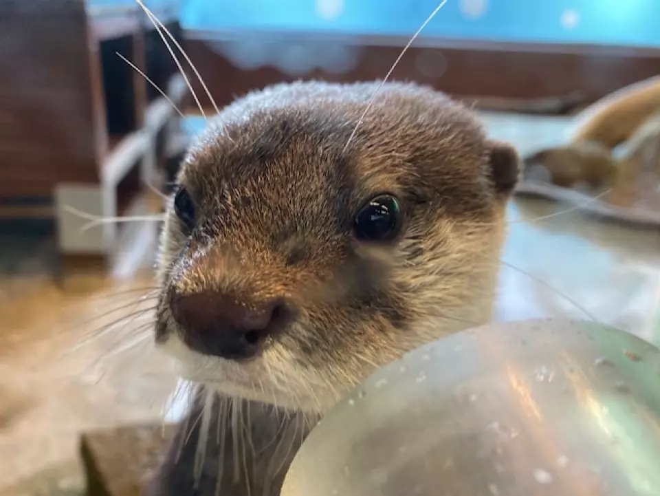 【日本】 神奈川 箱根園水族館 Hakone-en Aquarium｜只要門票300元有找的日本第一高水族館，充滿自然光線 會發光的夢幻高 7 公尺的露天大水槽，還有超美水母以及會泡湯超萌海豹。