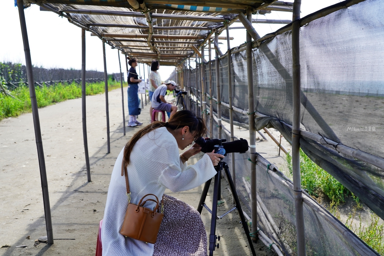 【桃園】 大園 2023候鳥漫波 啾一夏｜即日起到6/25日止，每個假日來找小燕鷗 闖任務長知識還有紀念品拿，現場或網路報名都可以參加導覽解說。