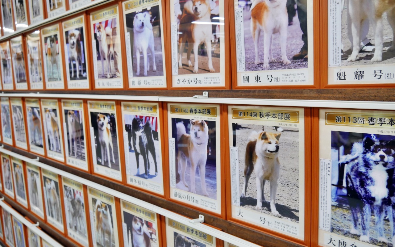 【日本』 秋田 大館駅 秋田犬觀光站長＆秋田犬會館｜狗狗控的城市 忠犬八公的故鄉，秋田犬發源地，來尋找可愛的秋田犬站長。