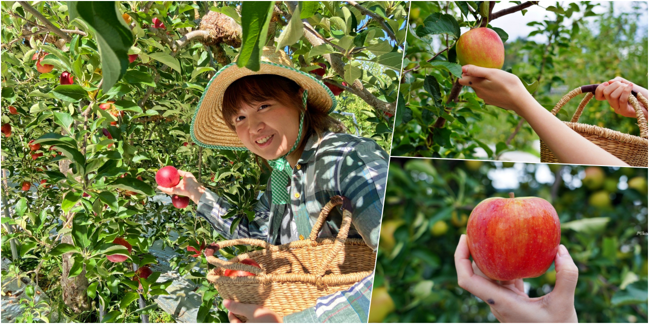 【日本】 福島市 Marusei Orchard まるせい 果樹園｜提供水蜜桃、櫻桃、梨子、蘋果等當季水果，最低日幣500元就可以採果吃到飽。