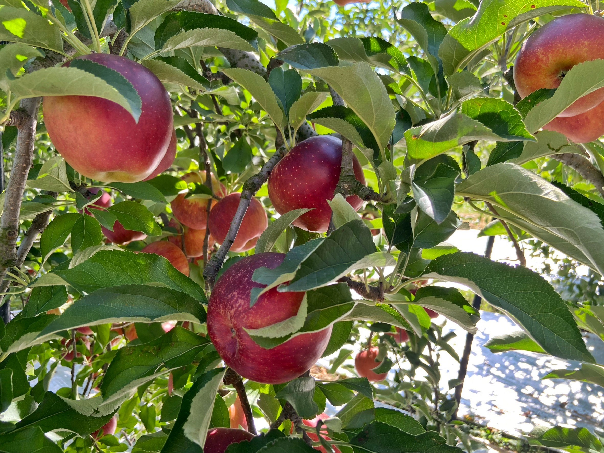 【日本】 福島市 Marusei Orchard まるせい 果樹園｜提供水蜜桃、櫻桃、梨子、蘋果等當季水果，最低日幣500元就可以採果吃到飽。