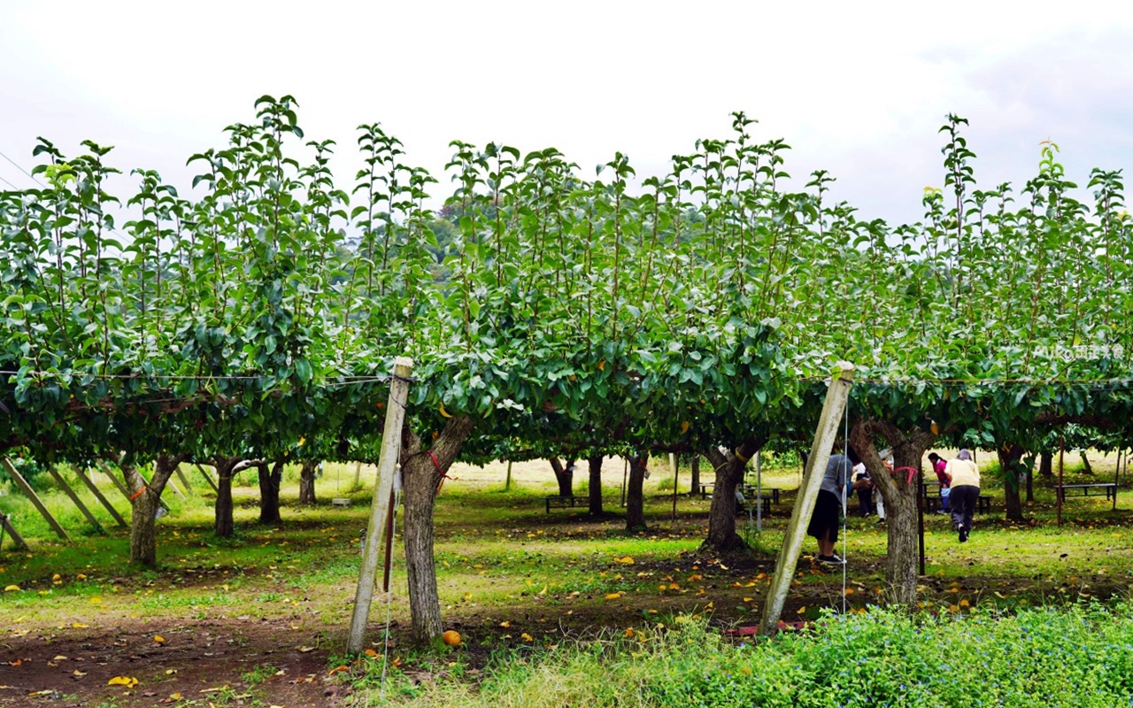 【日本】 福島市 Marusei Orchard まるせい 果樹園｜提供水蜜桃、櫻桃、梨子、蘋果等當季水果，最低日幣500元就可以採果吃到飽。