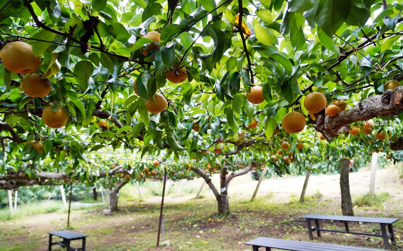 【日本】 福島市 Marusei Orchard まるせい 果樹園｜提供水蜜桃、櫻桃、梨子、蘋果等當季水果，最低日幣500元就可以採果吃到飽。